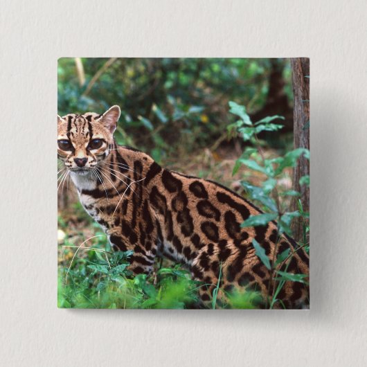 マーゲイ、Leopardus wiedi、メキシコ原産の 缶バッジ (正面)