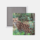マーゲイ、Leopardus wiedi、メキシコ原産 マグネット (正面/裏面)