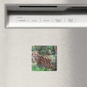 マーゲイ、Leopardus wiedi、メキシコ原産 マグネット (インサイチュ (食洗機))