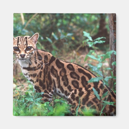 マーゲイ、Leopardus wiedi、メキシコ原産 マグネット (正面)