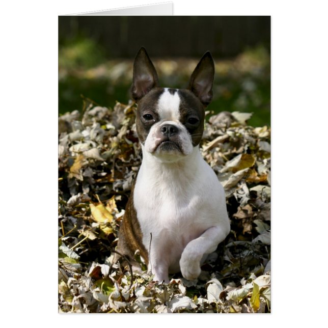 マーサの葉 (正面)