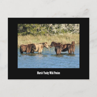 マーシャイタッキーなポニーズハガキ ポストカード