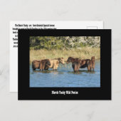 マーシャイタッキーなポニーズハガキ ポストカード (正面/裏面)