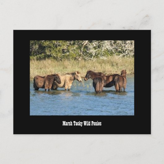 マーシャイタッキーなポニーズハガキ ポストカード (正面)