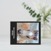 マーシュタッキー馬はがき ポストカード (スタンド正面)