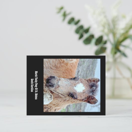 マーシュタッキー馬はがき ポストカード (スタンド正面)