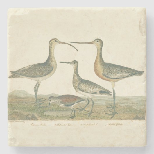 マーシュバードキュルスナイペ野鳥観察 ストーンコースター (正面)