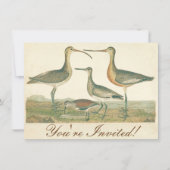 マーシュバードキュルスナイペ野鳥観察 招待状 (正面)