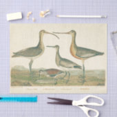 マーシュバードキュルスナイペ野鳥観察 薄葉紙 (クラフト)