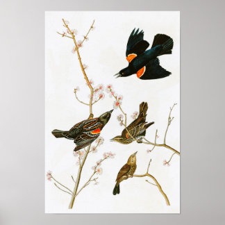 マーシュブラックバードJohn Audubon Birds of America ポスター