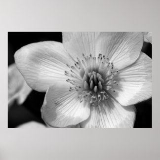 マーシュマリゴールド ポスター