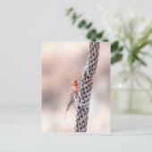 マースフィンチ ポストカード (スタンド正面)