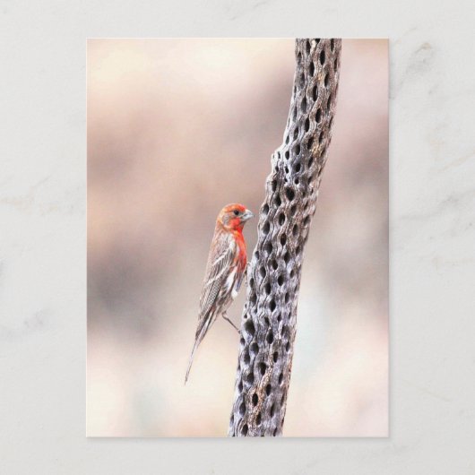 マースフィンチ ポストカード (正面)