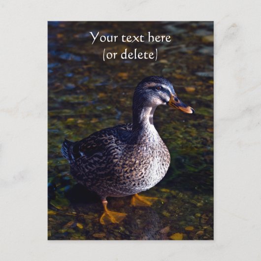 マーダックのポストカード ポストカード (正面)