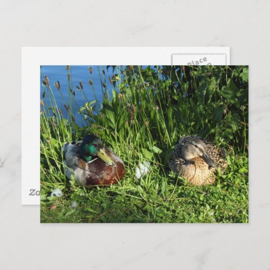 マーダードとミセス・マラード ポストカード (正面/裏面)