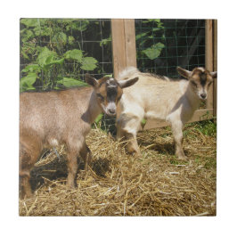 マーフィーとコーキー タイル