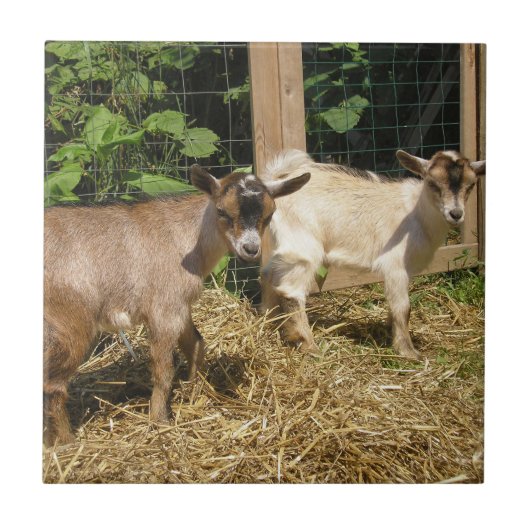 マーフィーとコーキー タイル (正面)