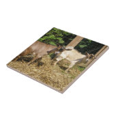 マーフィーとコーキー タイル (側面)