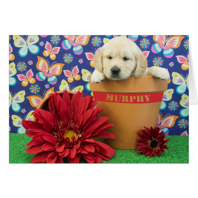 マーフィーの週5の写真 (正面横)