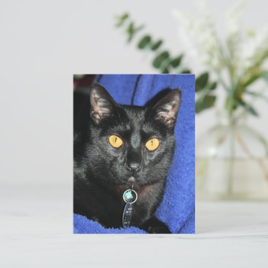 マーフィー ポストカード (スタンド正面)