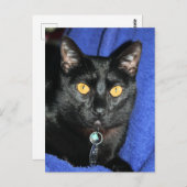 マーフィー ポストカード (正面/裏面)