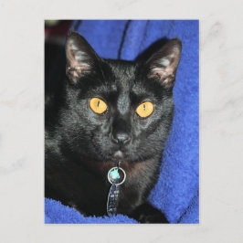 マーフィー ポストカード