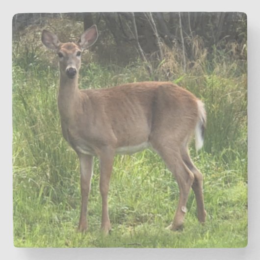 マーブルストーンディアコースター ストーンコースター (正面)