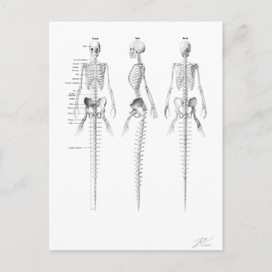 マーメイド骨格はがき ポストカード (正面)