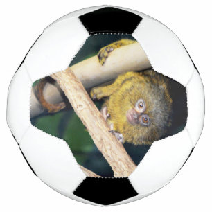 マーモセットモンキーこんにちは、サッカーボール サッカーボール