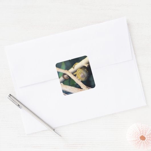 マーモセットモンキーこんにちは、ステッカー スクエアシール (封筒)