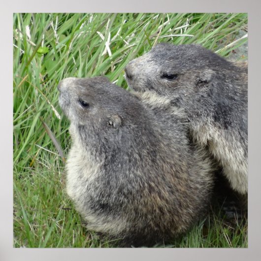 マーモッツのポスター ポスター (正面)