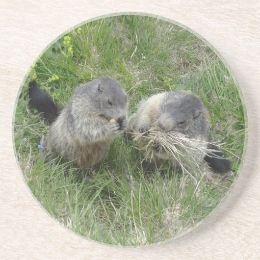 マーモッツ海岸 コースター (正面)