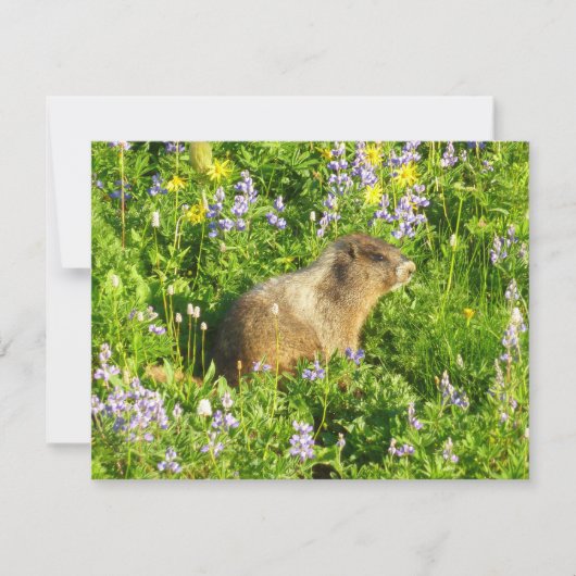マーモットとマウントレーニアの野の花 カード (正面)