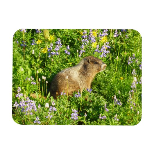 マーモットとマウントレーニアの野の花 マグネット (横)