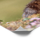 マーモットイングランパラディソパークポスター ポスター (角)