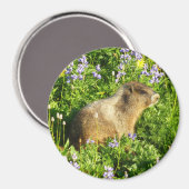 マーモットイン山レイニアワイルドフラワー マグネット (正面/裏面)