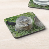 マーモットコースター コースター (左側)