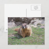 マーモト ポストカード (正面/裏面)