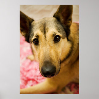 マーリーさくらんぼブロッサムペダル ポスター