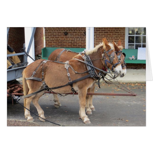 マールカート (正面横)