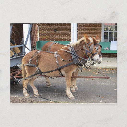 マールチーム ポストカード (正面)