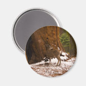 マールディアマグネット マグネット (正面/裏面)