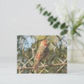 マールハウスフィンチポストカード ポストカード (スタンド正面)