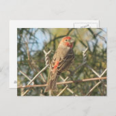 マールハウスフィンチポストカード ポストカード (正面/裏面)