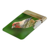 マールハウスフィンチマグネット マグネット (左側)