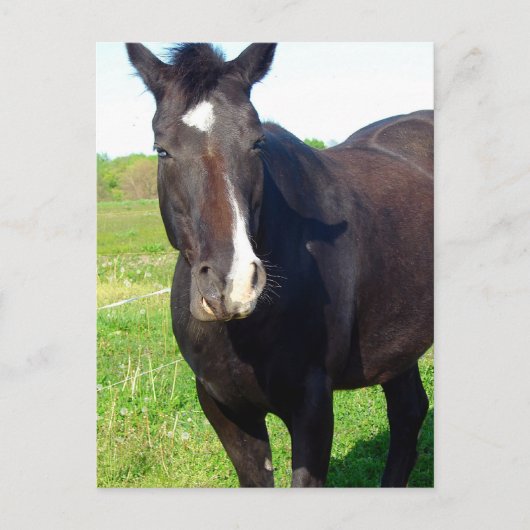 マーレおもしろい ポストカード (正面)