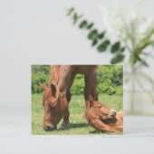 マーレと子馬はがき ポストカード (スタンド正面)