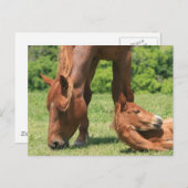 マーレと子馬はがき ポストカード (正面/裏面)