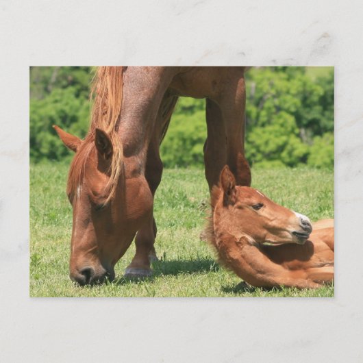マーレと子馬はがき ポストカード (正面)