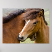 マーレアンド子馬 ポスター (正面)